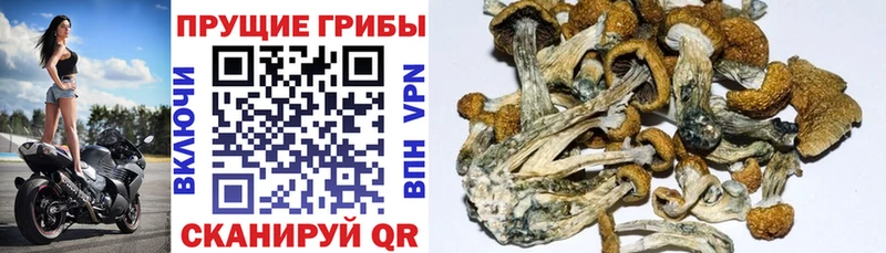 Псилоцибиновые грибы Psilocybe  Арзамас 